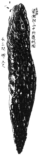 Image 5:Tsuchinoko: The Definitive Guide to Japan's Legendary Snake Monster and its $1 Million Bounty